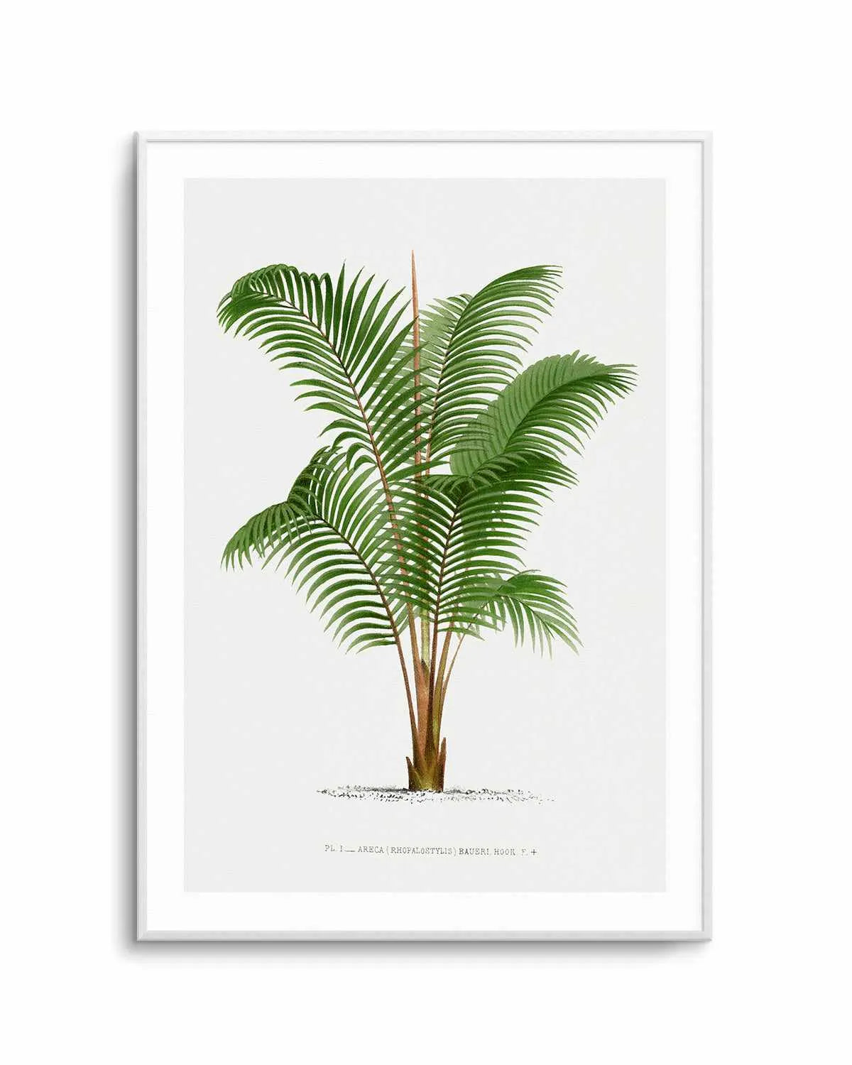 Areca Baueri Vintage Palm Poster Art Print from Olive et Oriel where you can shop wallpaper and artworks online