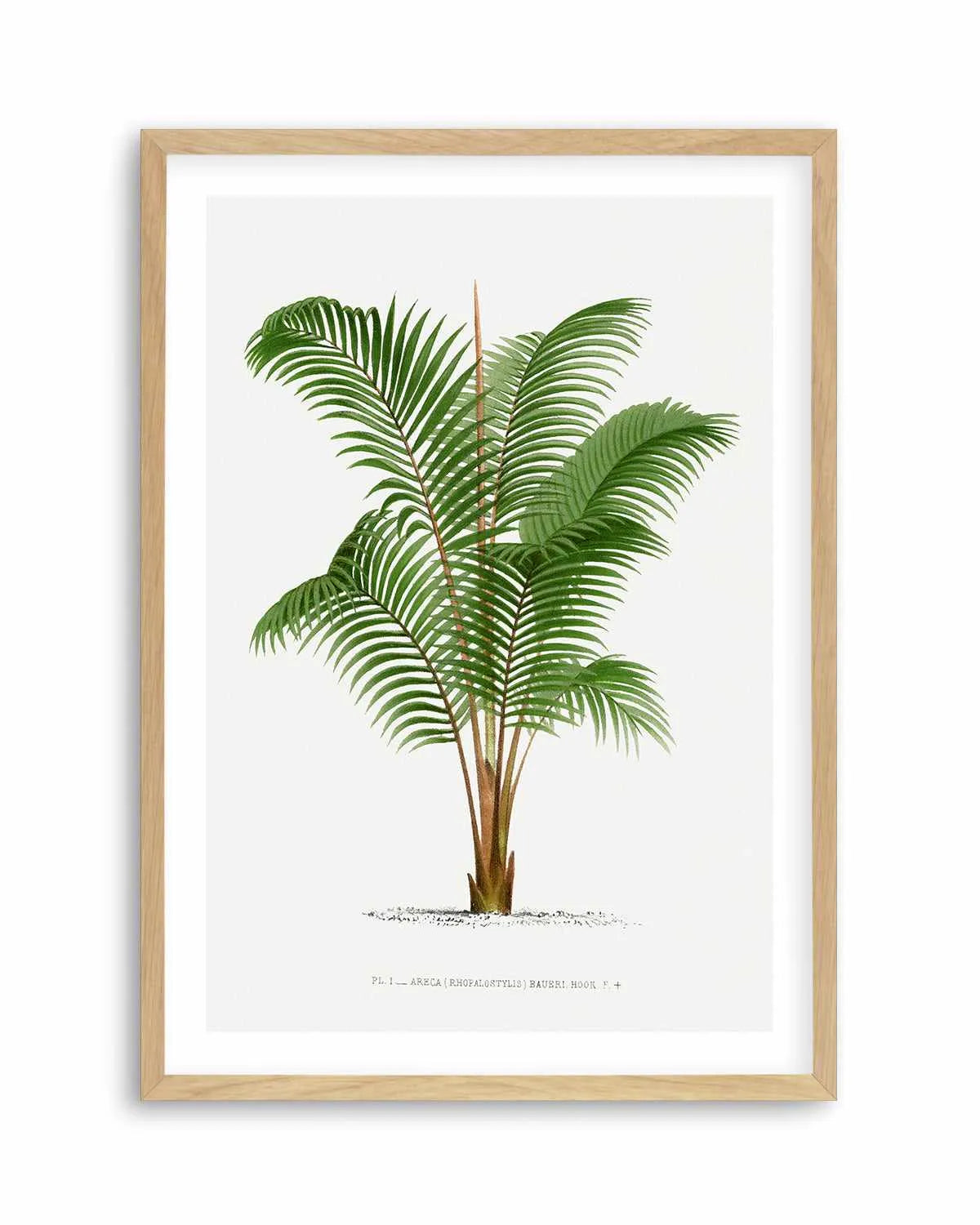 Areca Baueri Vintage Palm Poster Art Print from Olive et Oriel where you can shop wallpaper and artworks online