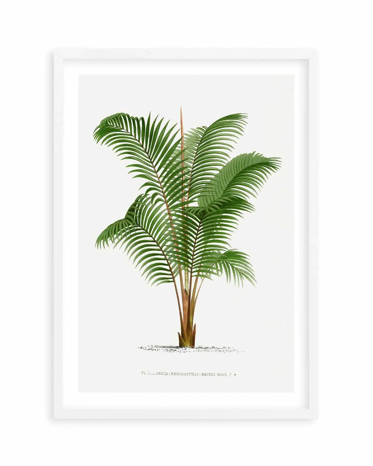 Areca Baueri Vintage Palm Poster Art Print from Olive et Oriel where you can shop wallpaper and artworks online