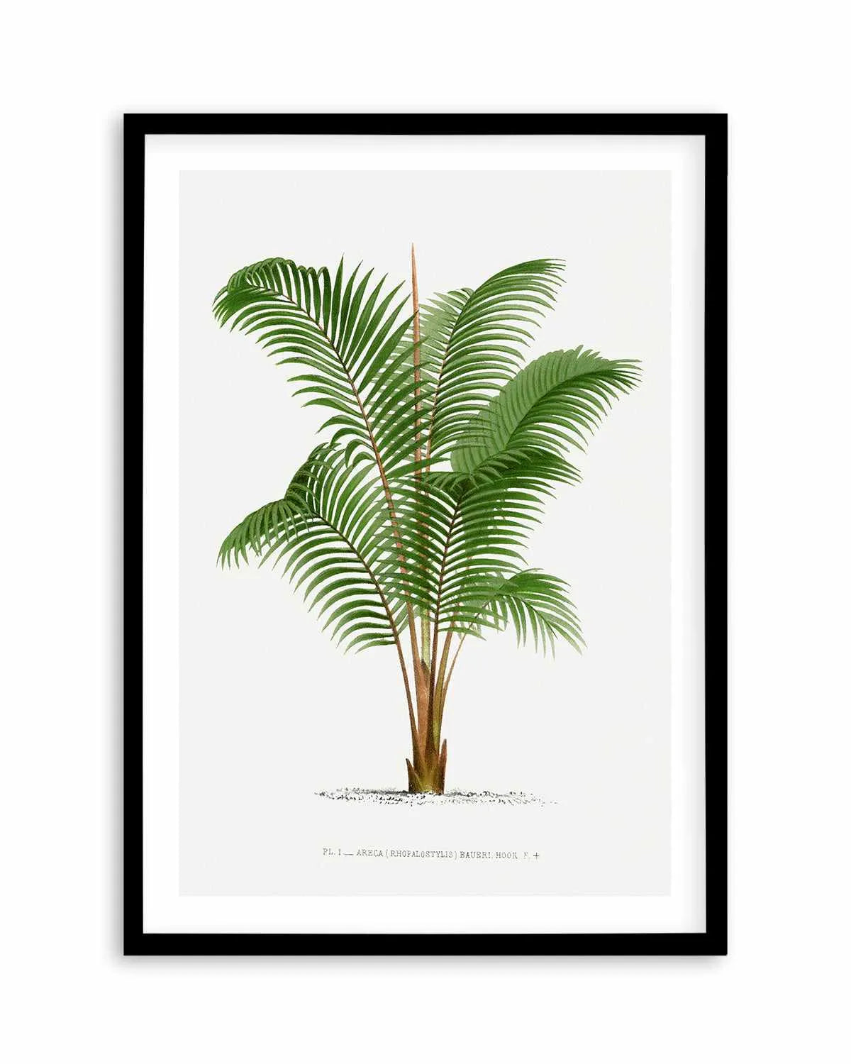 Areca Baueri Vintage Palm Poster Art Print from Olive et Oriel where you can shop wallpaper and artworks online