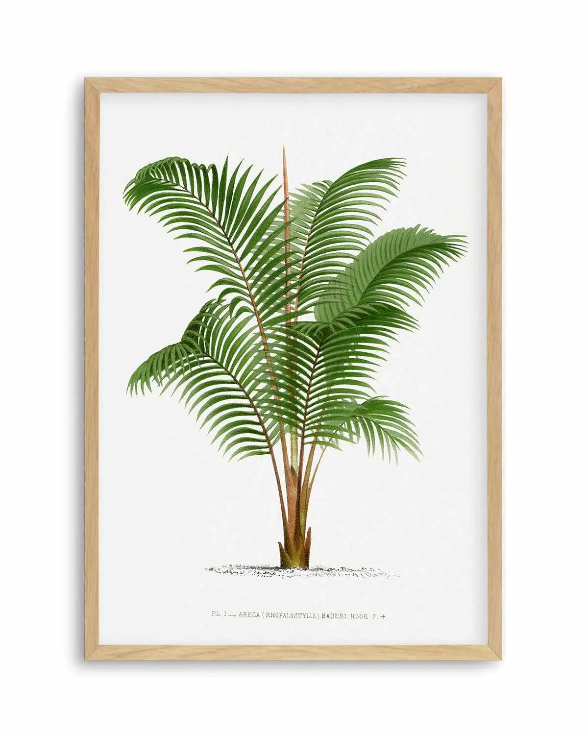 Areca Baueri Vintage Palm Poster Art Print from Olive et Oriel where you can shop wallpaper and artworks online