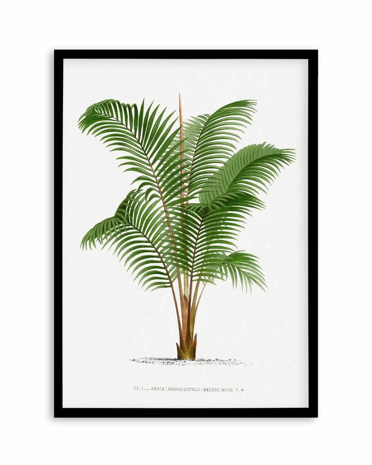 Areca Baueri Vintage Palm Poster Art Print from Olive et Oriel where you can shop wallpaper and artworks online