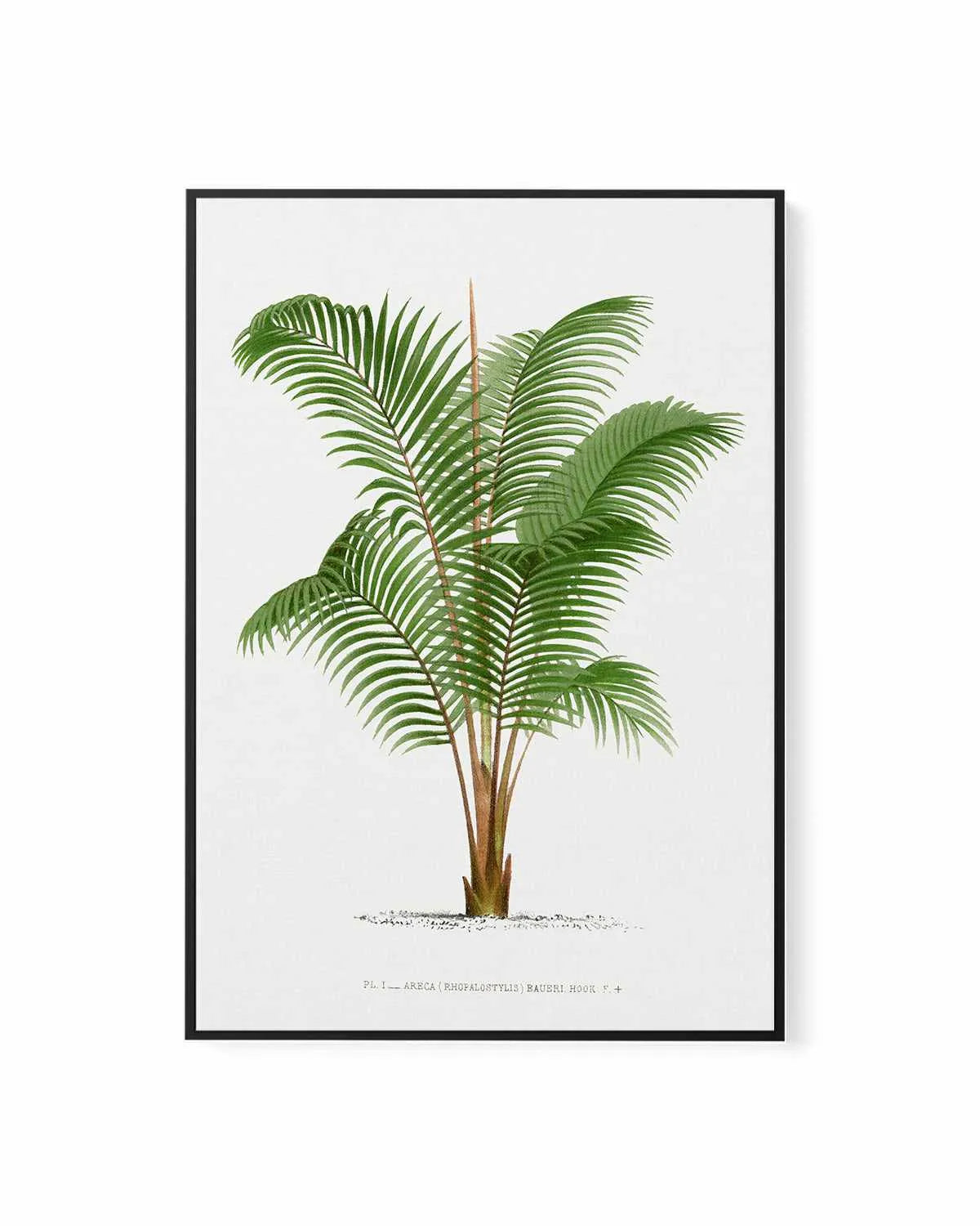 Areca Baueri Vintage Palm Poster | Framed Canvas Art Print from Olive et Oriel where you can shop wallpaper and artworks online