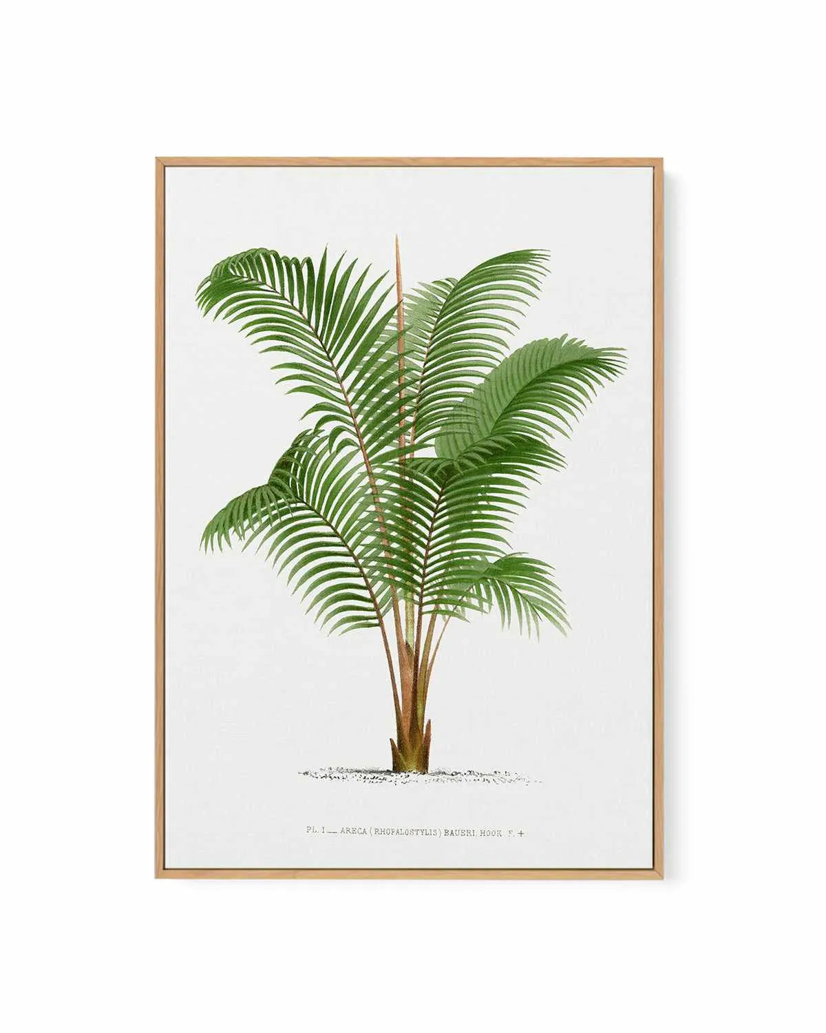 Areca Baueri Vintage Palm Poster | Framed Canvas Art Print from Olive et Oriel where you can shop wallpaper and artworks online