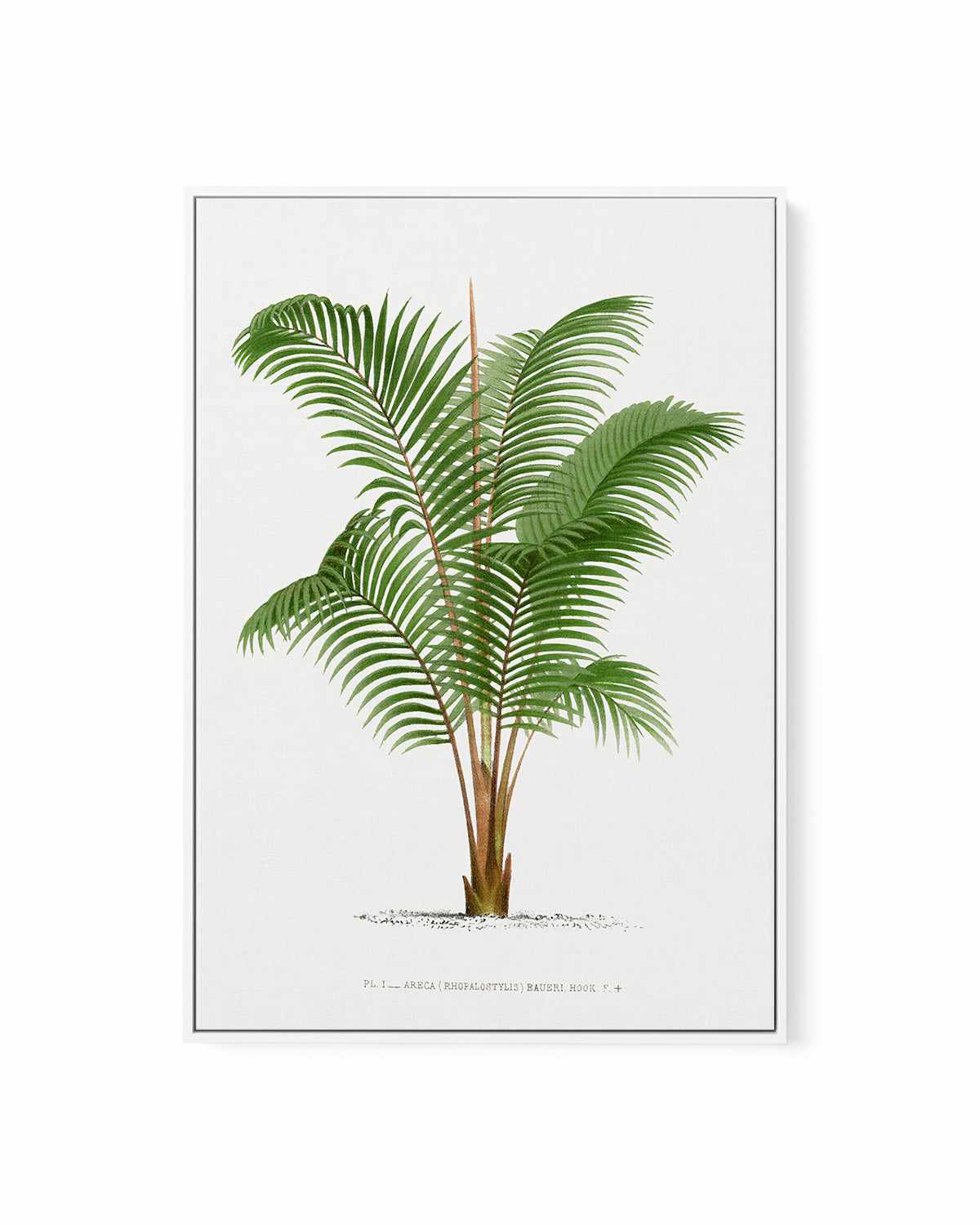 Areca Baueri Vintage Palm Poster | Framed Canvas Art Print