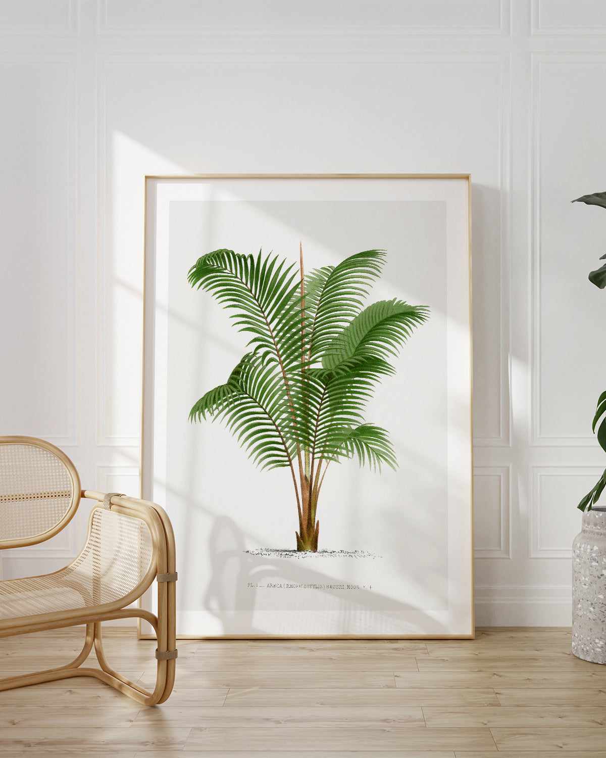 Areca Baueri Vintage Palm Poster Art Print