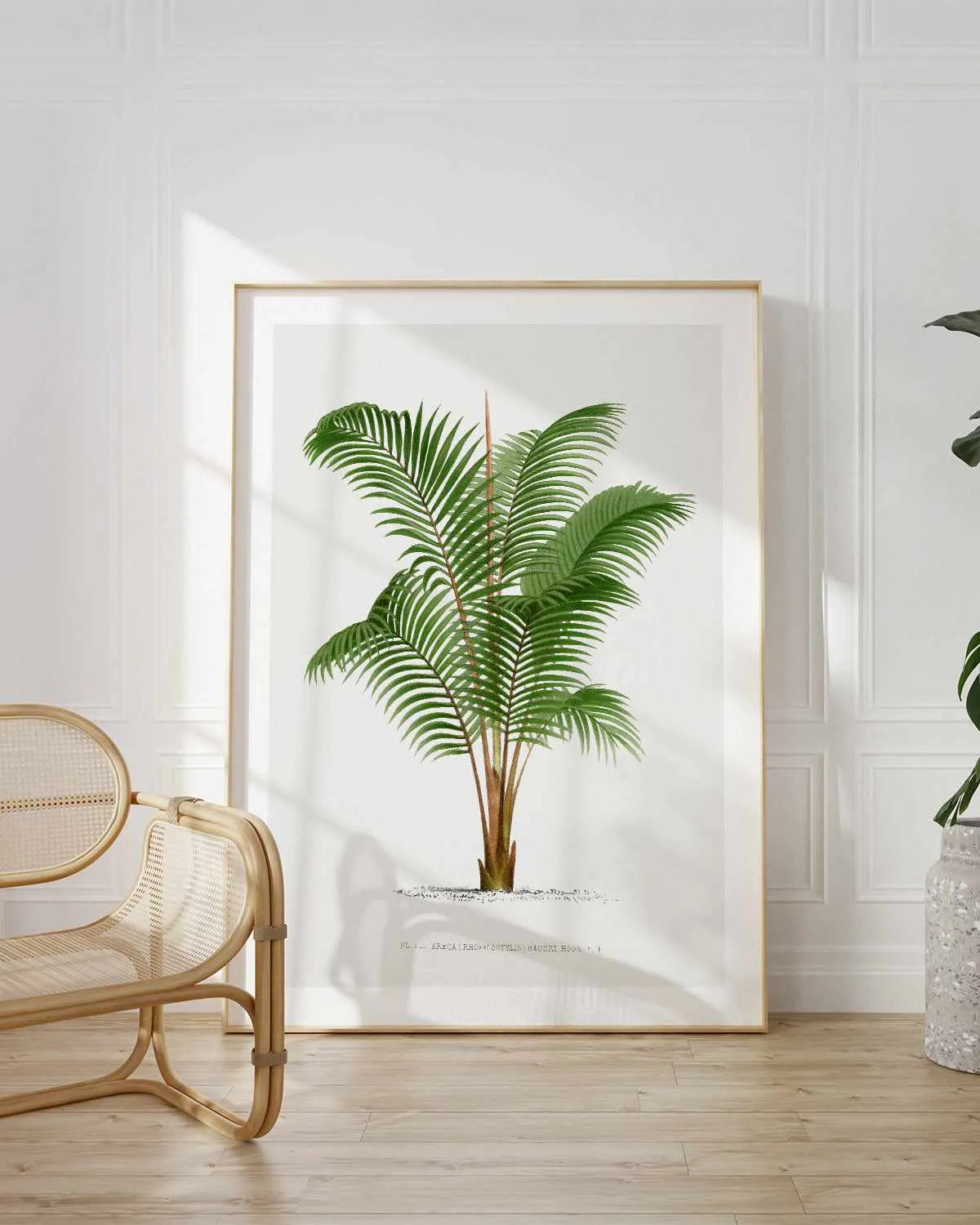 Areca Baueri Vintage Palm Poster Art Print from Olive et Oriel where you can shop wallpaper and artworks online