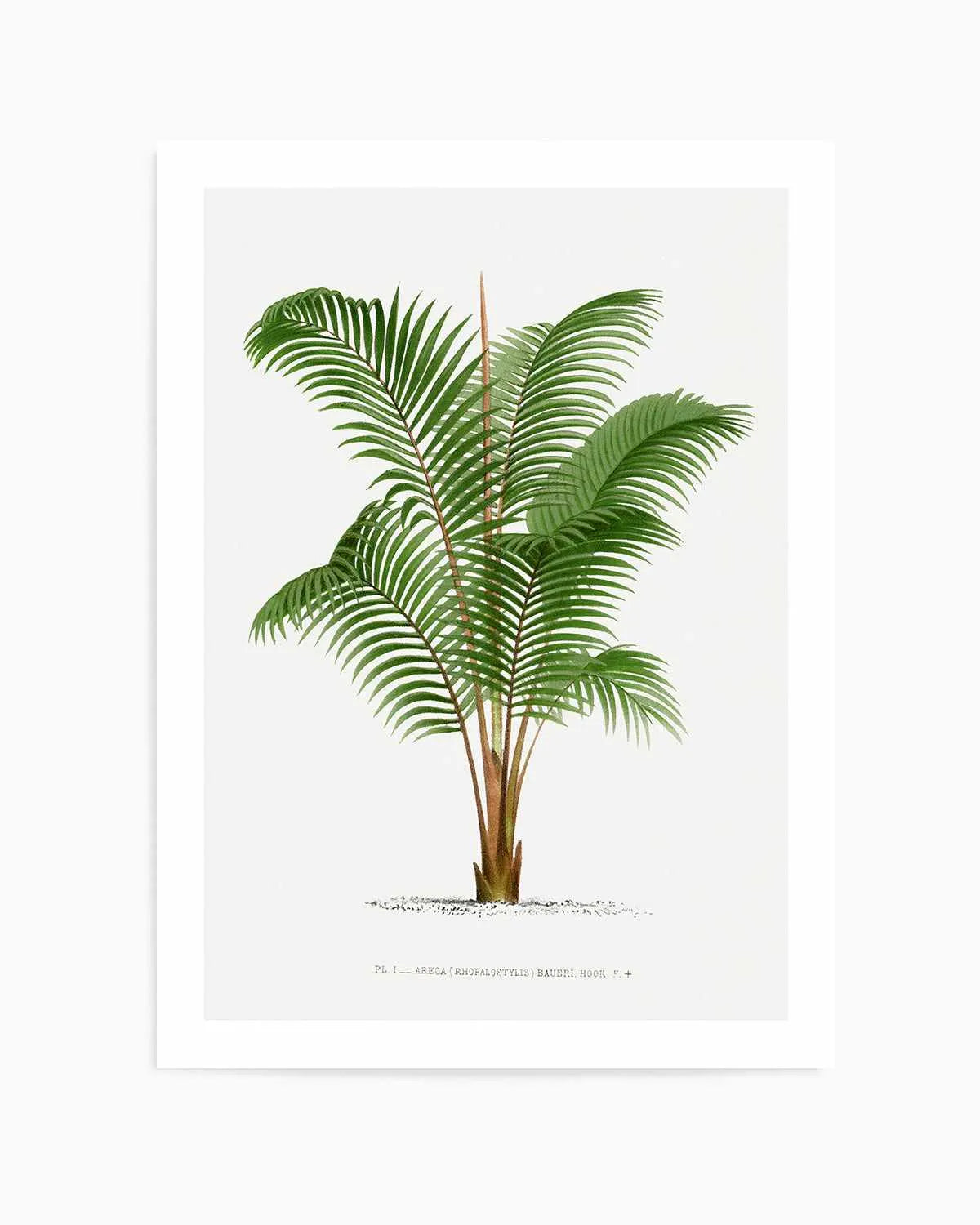 Areca Baueri Vintage Palm Poster Art Print from Olive et Oriel where you can shop wallpaper and artworks online