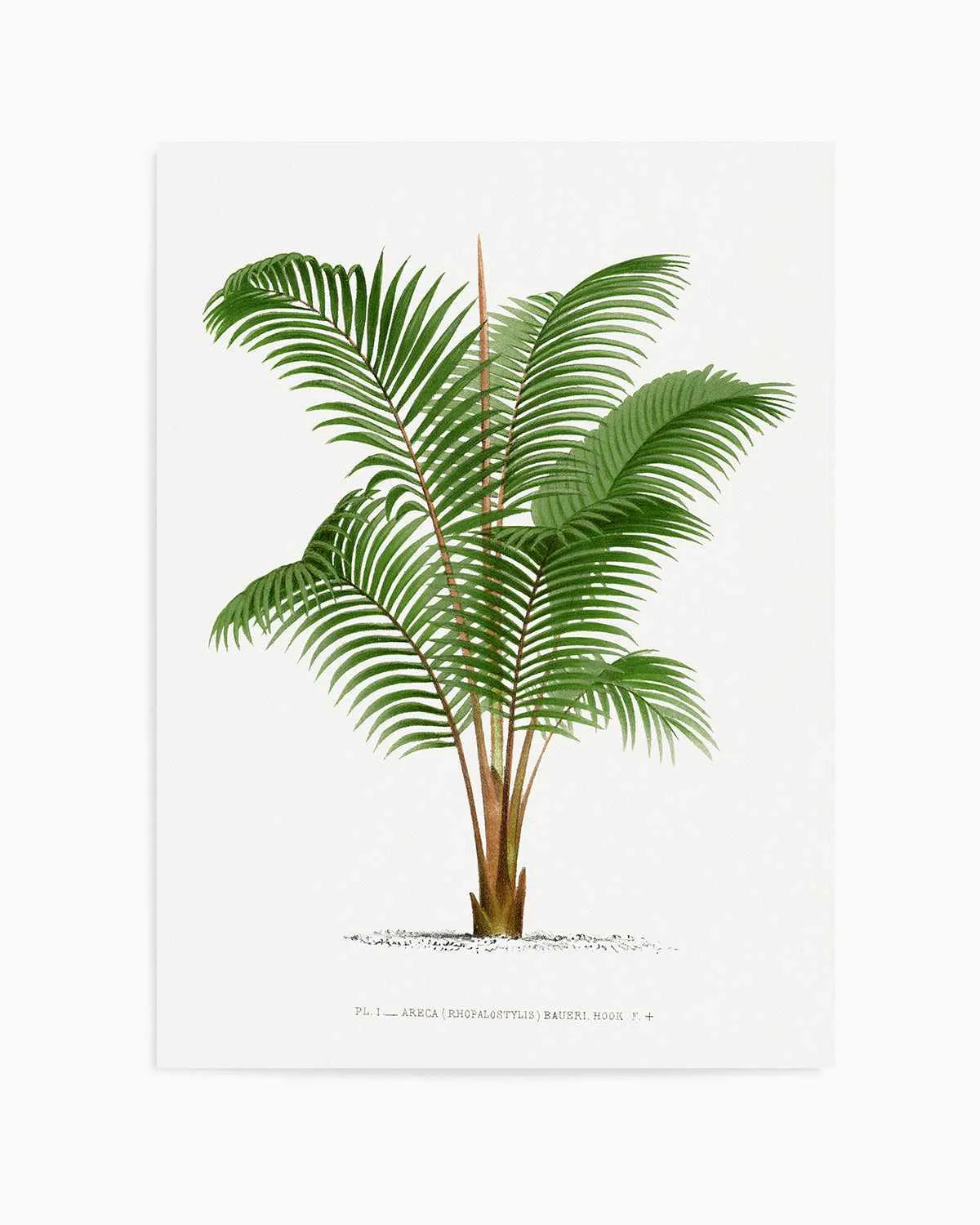 Areca Baueri Vintage Palm Poster Art Print from Olive et Oriel where you can shop wallpaper and artworks online