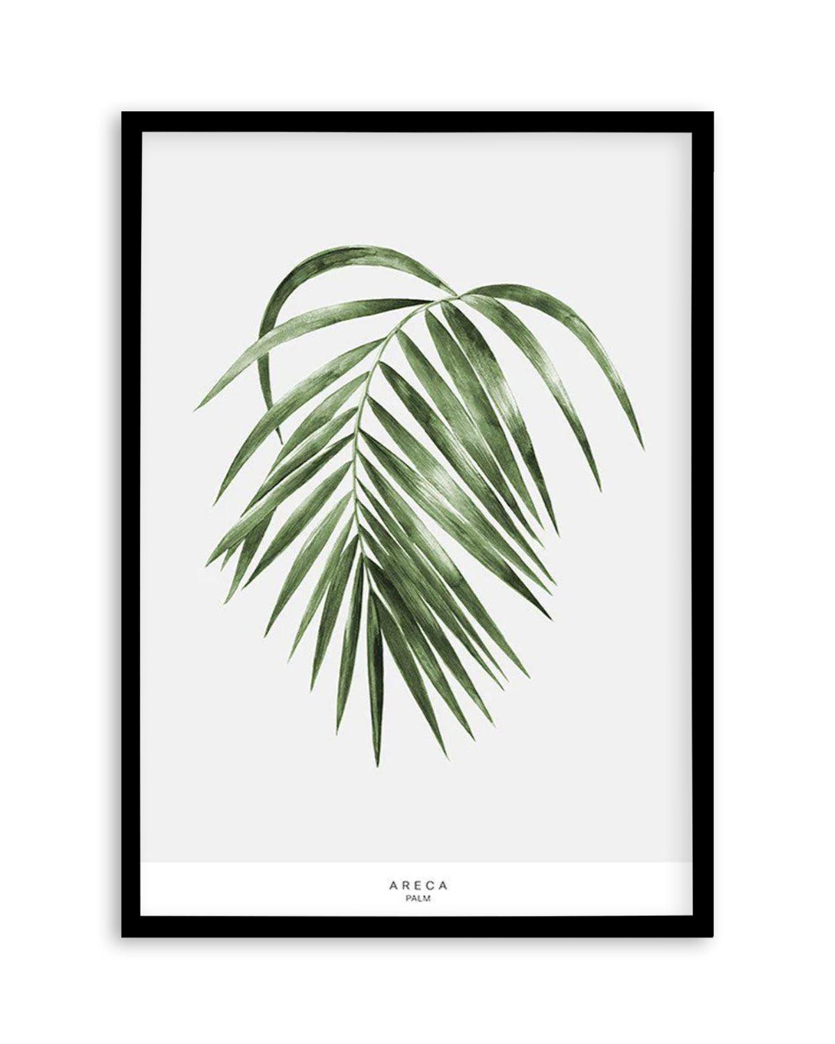 Areca Palm Art Print