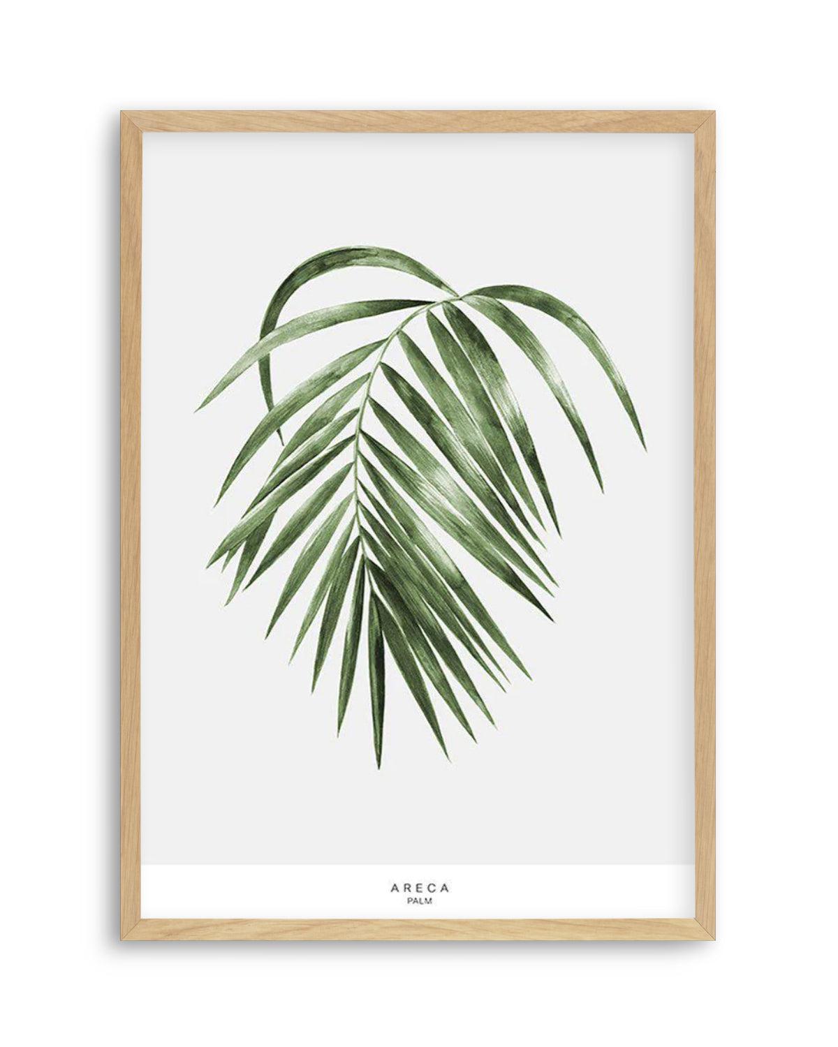 Areca Palm Art Print