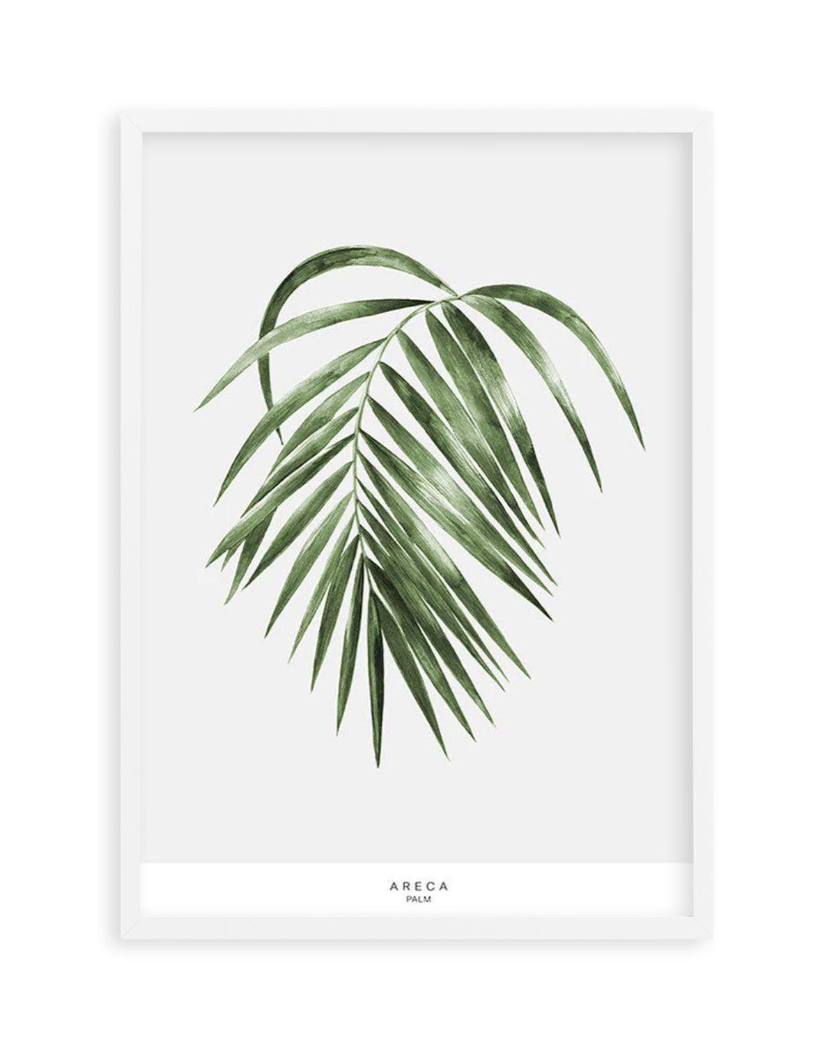 Areca Palm Art Print