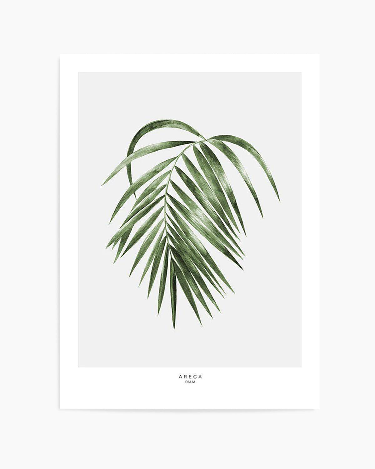 Areca Palm Art Print