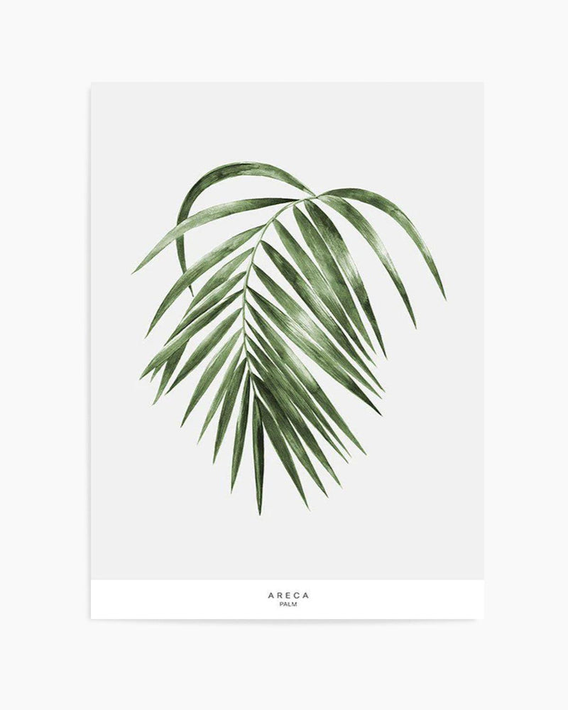Areca Palm Art Print