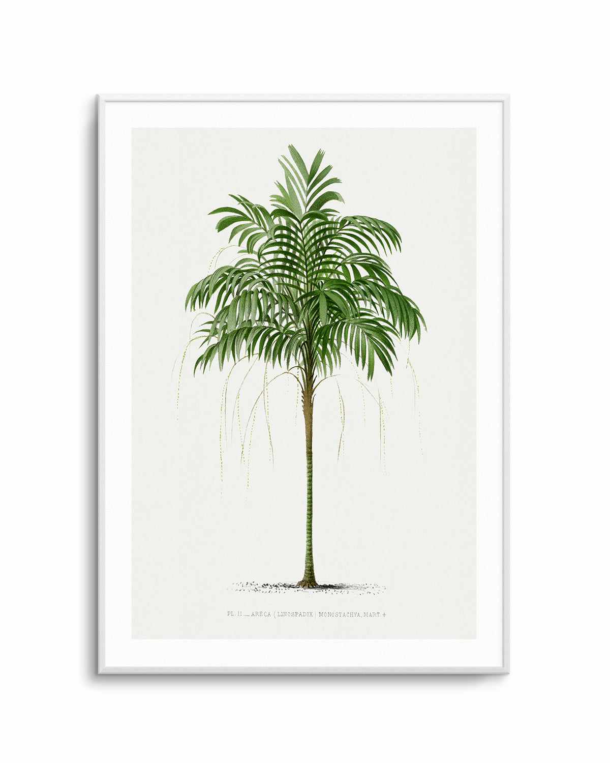 Areca Monostachya Vintage Palm Poster Art Print