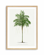 Areca Monostachya Vintage Palm Poster Art Print