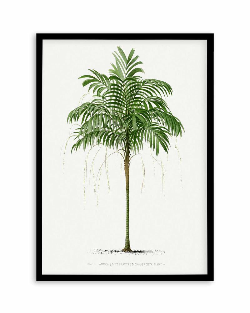Areca Monostachya Vintage Palm Poster Art Print