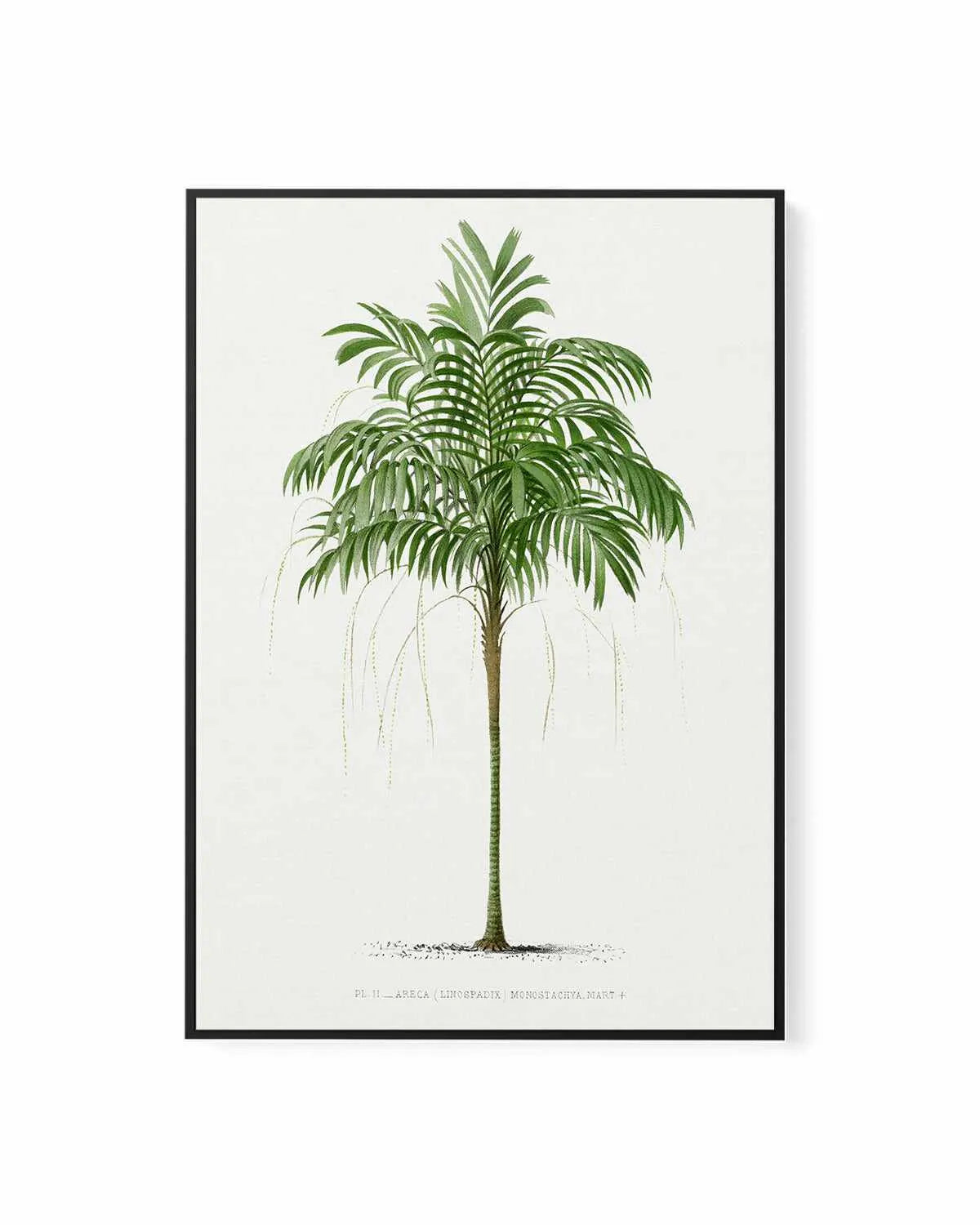 Areca Monostachya Vintage Palm Poster | Framed Canvas Art Print from Olive et Oriel where you can shop wallpaper and artworks online