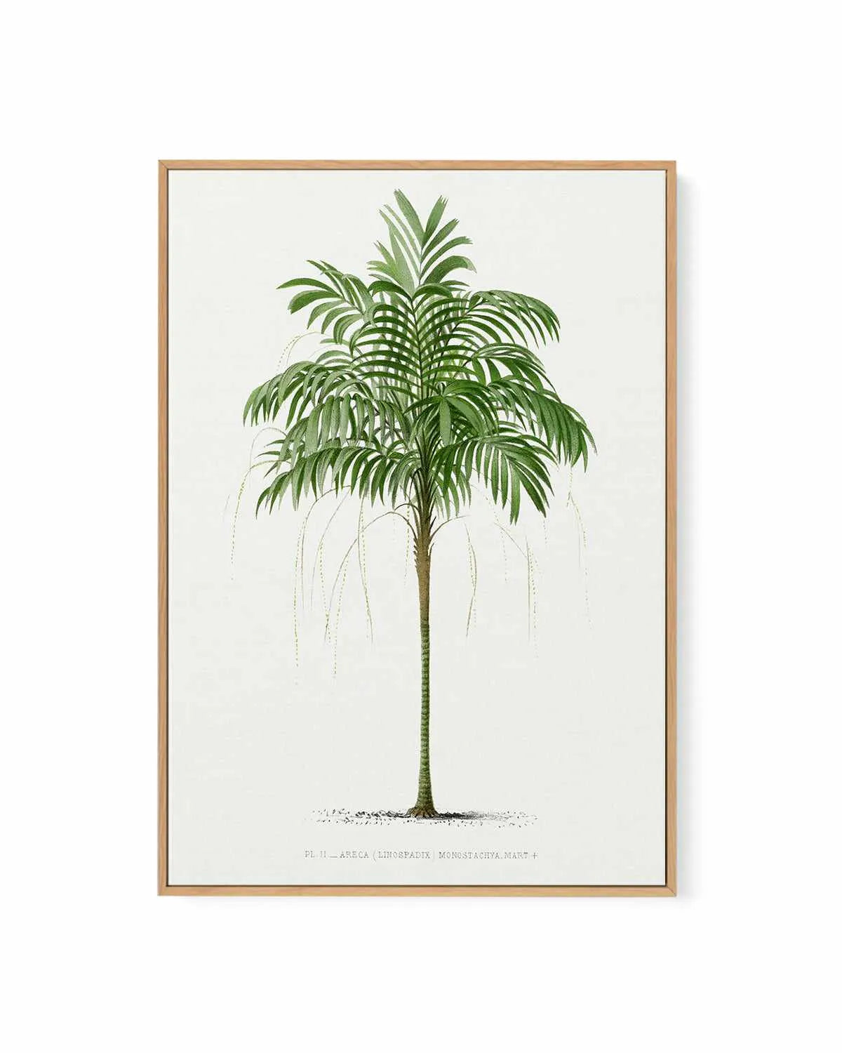Areca Monostachya Vintage Palm Poster | Framed Canvas Art Print from Olive et Oriel where you can shop wallpaper and artworks online