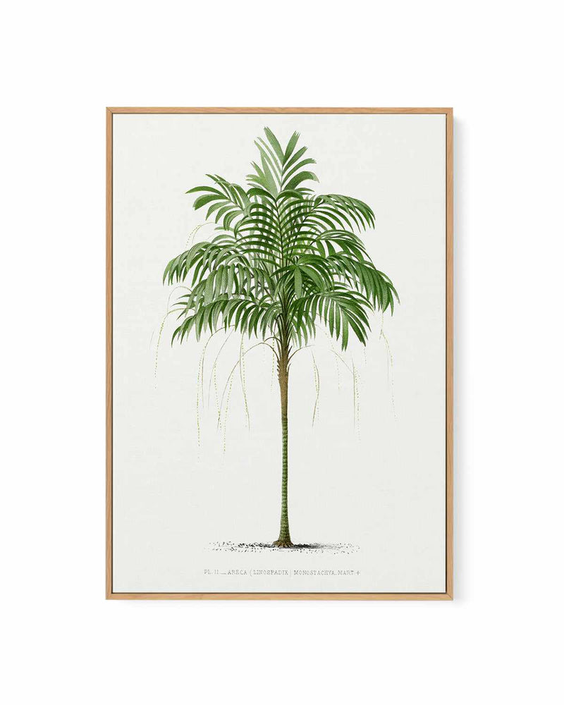 Areca Monostachya Vintage Palm Poster | Framed Canvas Art Print