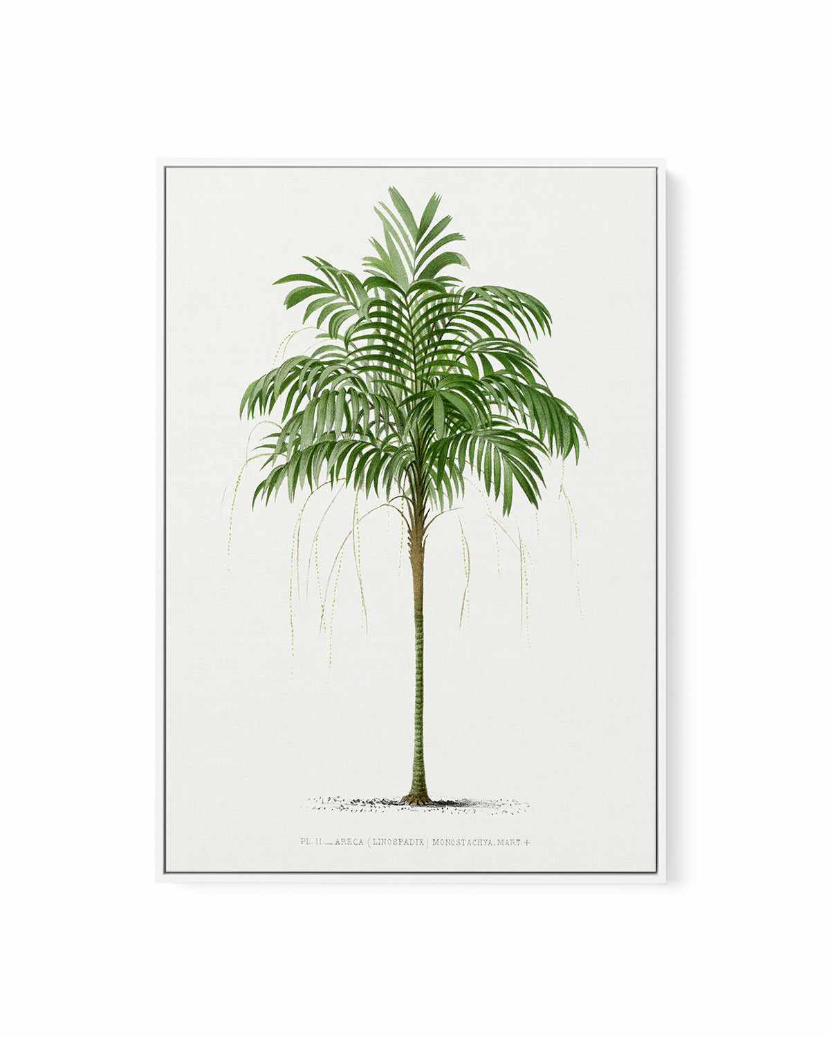 Areca Monostachya Vintage Palm Poster | Framed Canvas Art Print