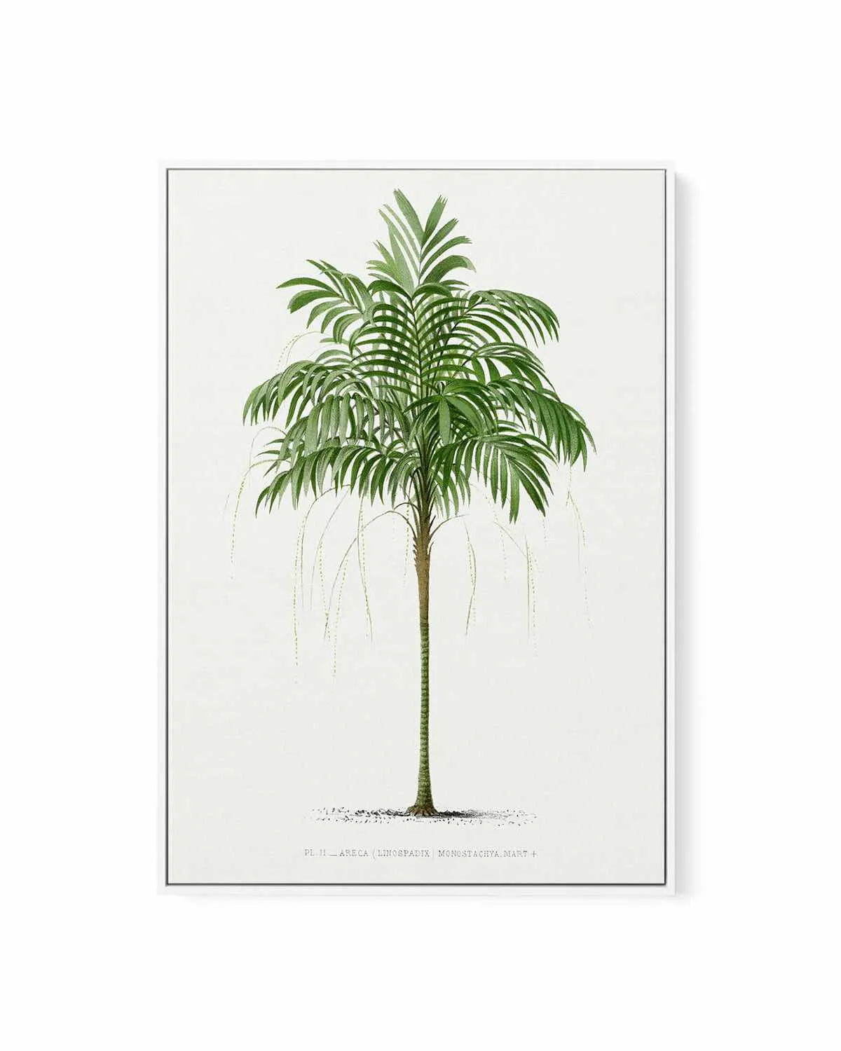 Areca Monostachya Vintage Palm Poster | Framed Canvas Art Print from Olive et Oriel where you can shop wallpaper and artworks online