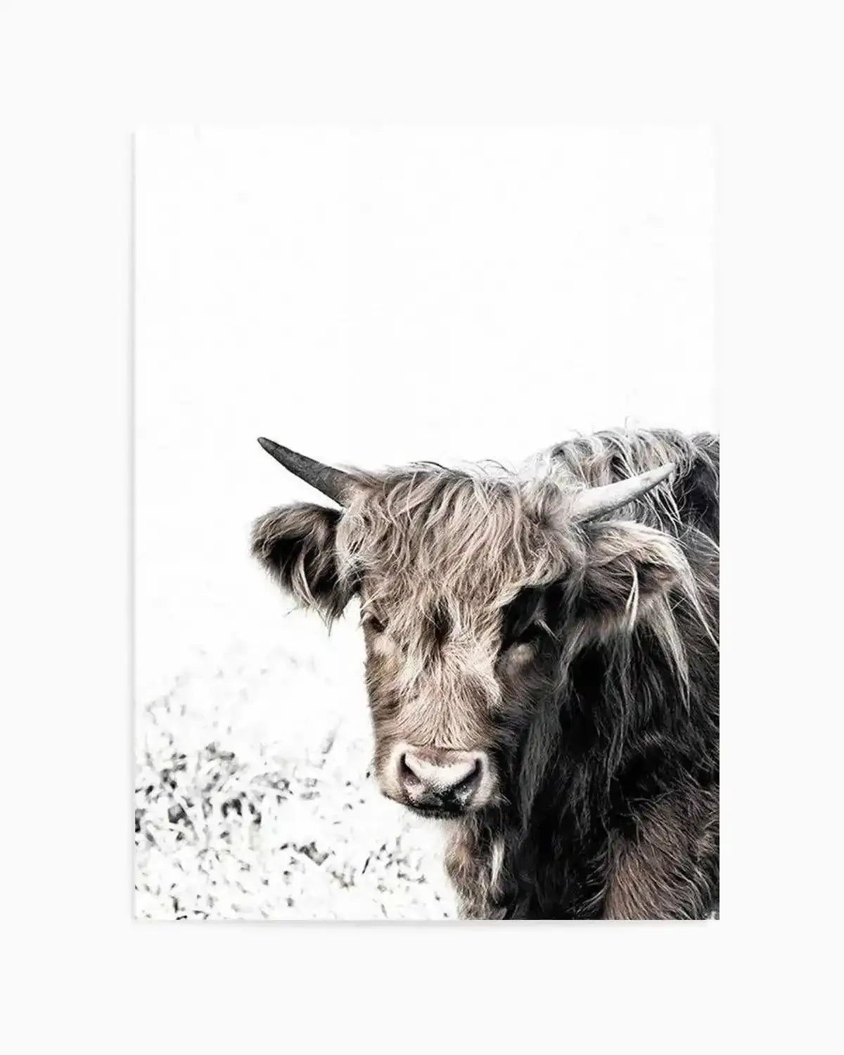 Arthur | Highlander Art Print from Olive et Oriel where you can shop wallpaper and artworks online