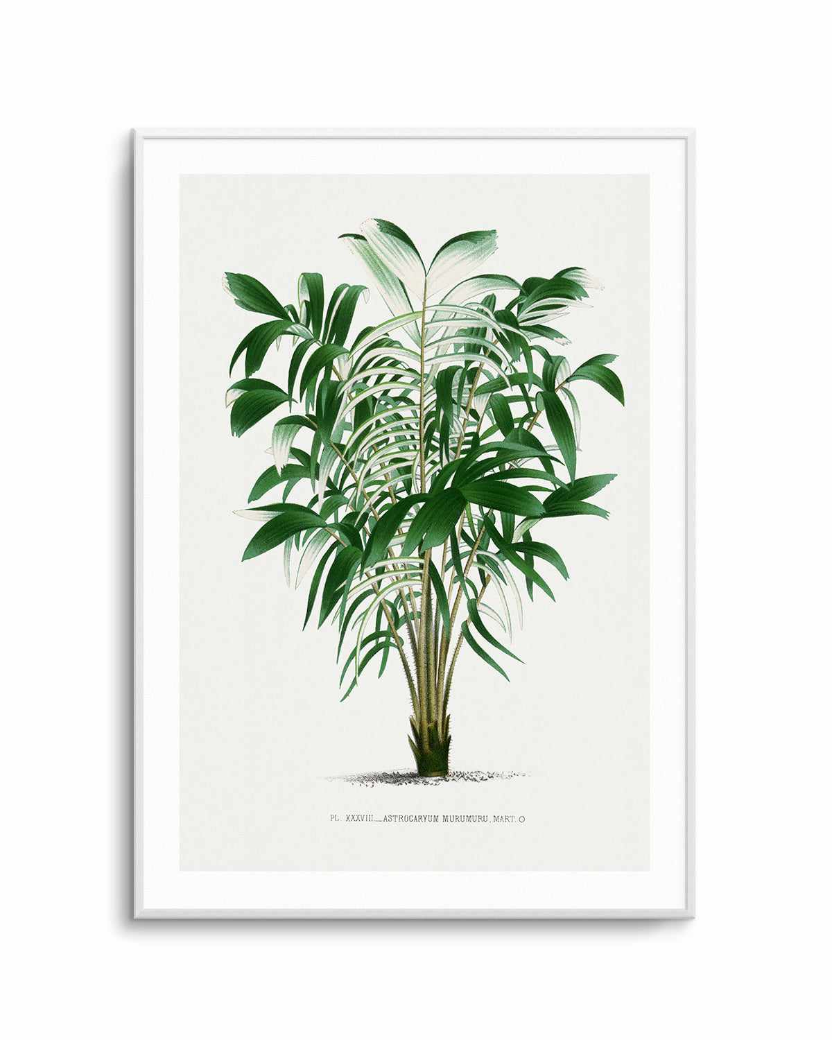 Astrocaryum Murumuru Vintage Palm Poster Art Print