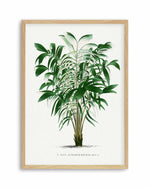 Astrocaryum Murumuru Vintage Palm Poster Art Print