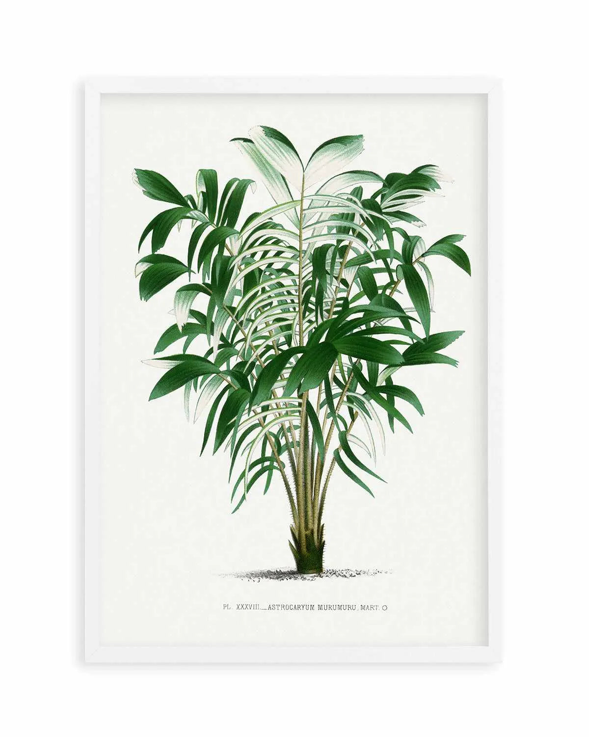 Astrocaryum Murumuru Vintage Palm Poster Art Print from Olive et Oriel where you can shop wallpaper and artworks online