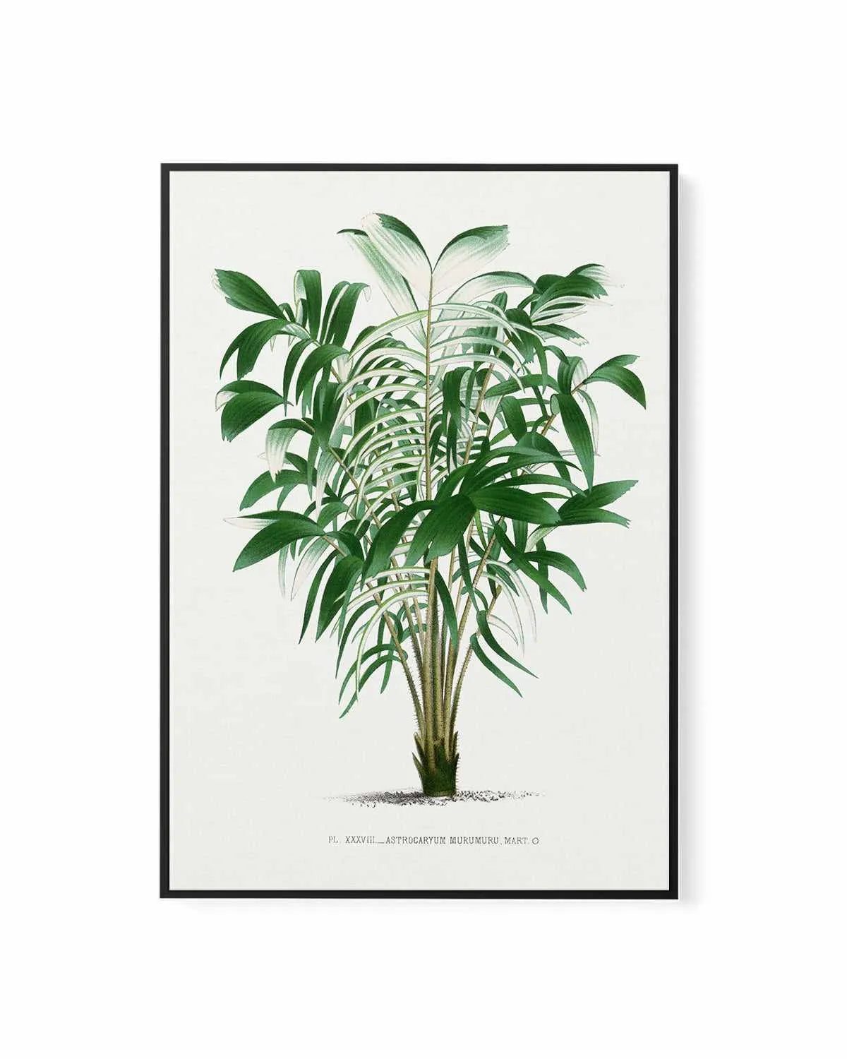 Astrocaryum Murumuru Vintage Palm Poster | Framed Canvas Art Print from Olive et Oriel where you can shop wallpaper and artworks online