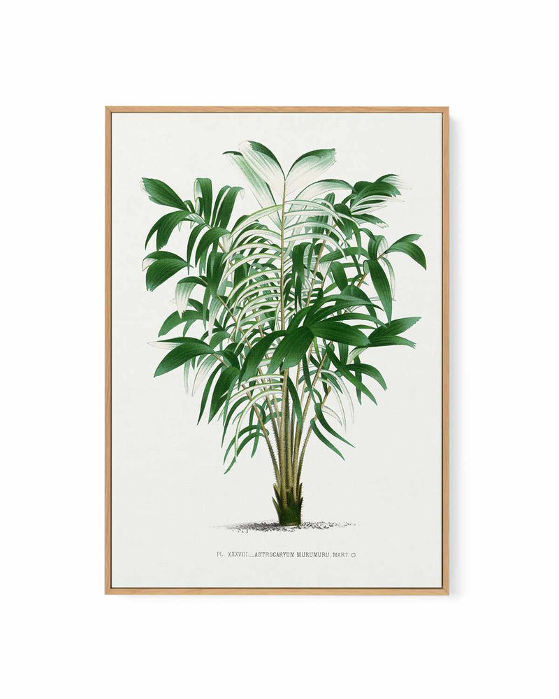 Astrocaryum Murumuru Vintage Palm Poster | Framed Canvas Art Print