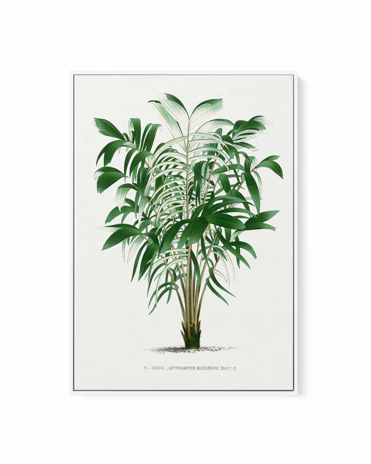 Astrocaryum Murumuru Vintage Palm Poster | Framed Canvas Art Print