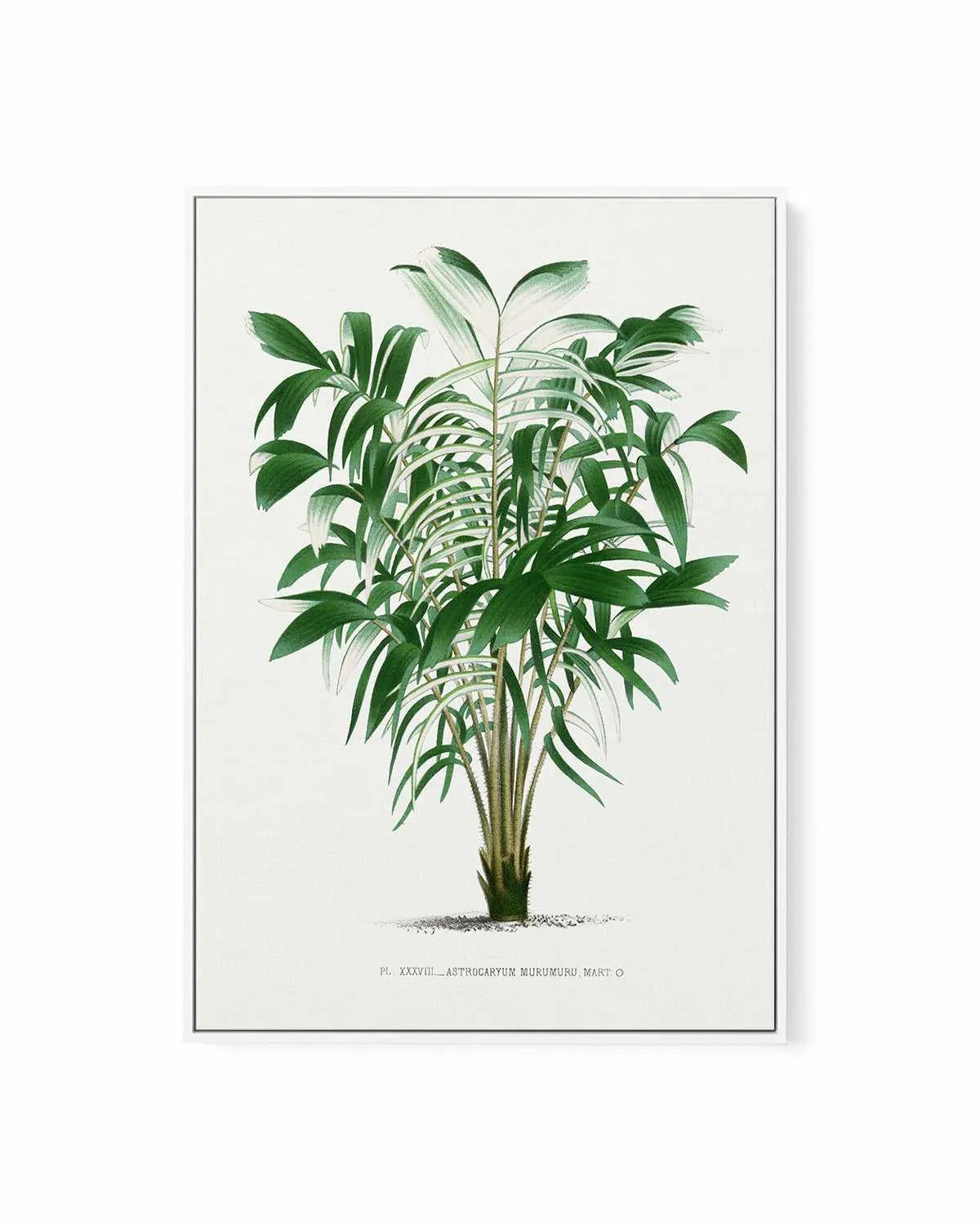 Astrocaryum Murumuru Vintage Palm Poster | Framed Canvas Art Print from Olive et Oriel where you can shop wallpaper and artworks online