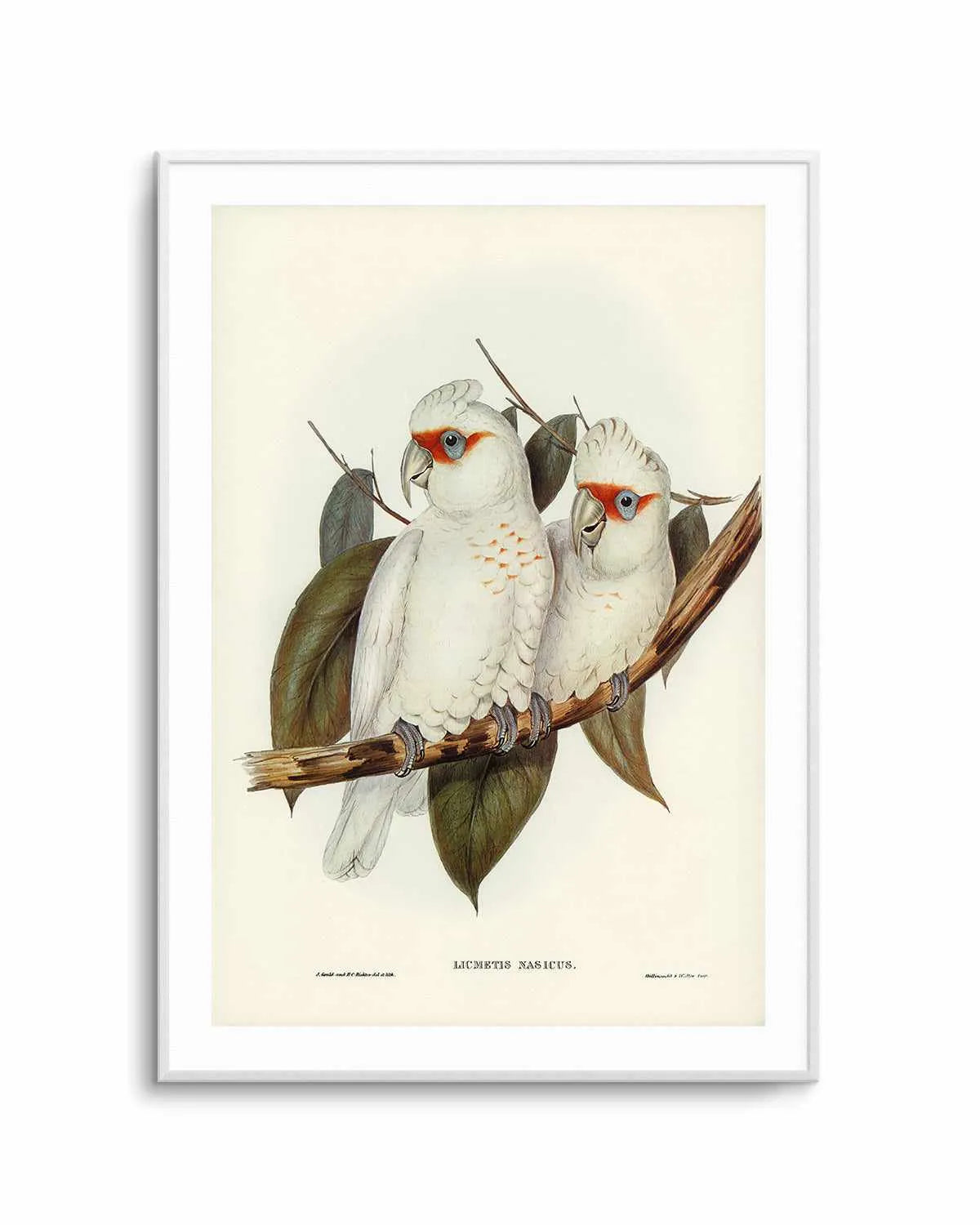 Australian Corella Cockatoo Vintage Bird Illustration Art Print from Olive et Oriel where you can shop wallpaper and artworks online