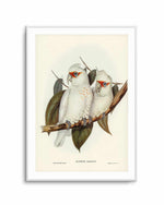 Australian Corella Cockatoo Vintage Bird Illustration Art Print