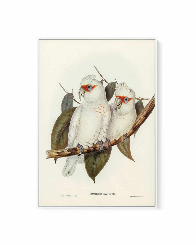 Australian Corella Cockatoo Vintage Bird Illustration | Framed Canvas Art Print