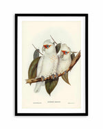 Australian Corella Cockatoo Vintage Bird Illustration Art Print