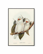 Australian Corella Cockatoo Vintage Bird Illustration | Framed Canvas Art Print
