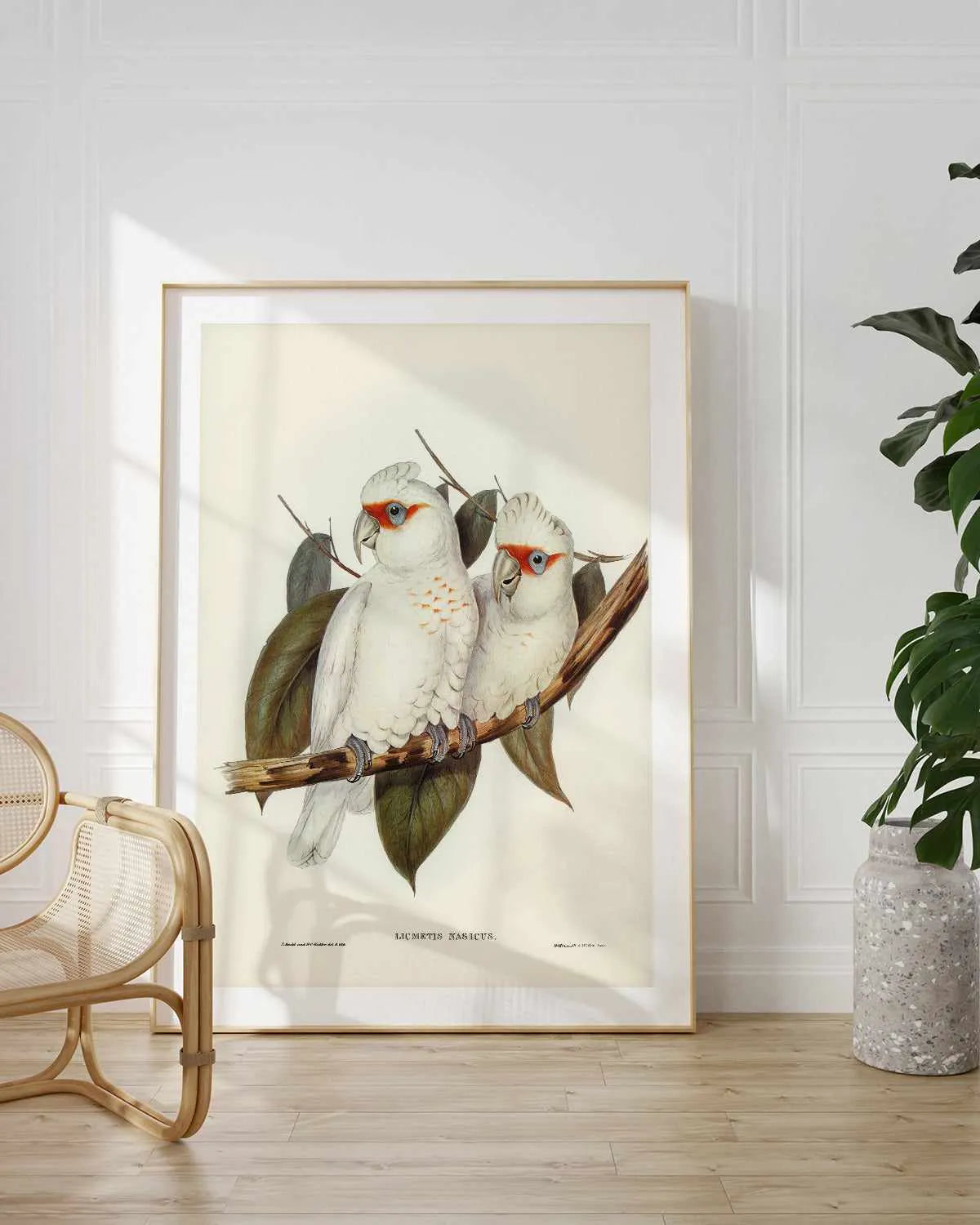 Australian Corella Cockatoo Vintage Bird Illustration Art Print from Olive et Oriel where you can shop wallpaper and artworks online