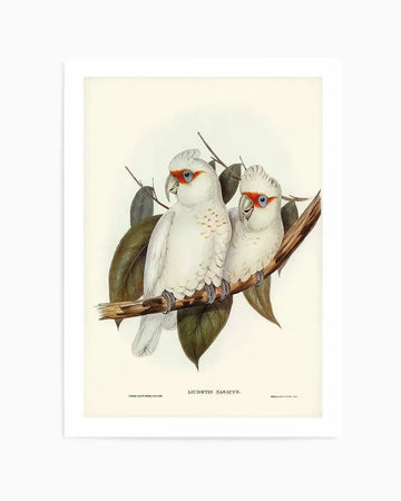 Australian Corella Cockatoo Vintage Bird Illustration Art Print from Olive et Oriel where you can shop wallpaper and artworks online