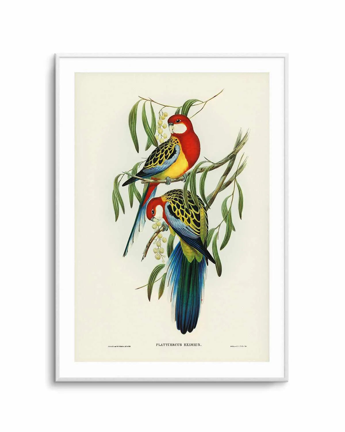 Australian Rosella Vintage Bird Illustration Art Print from Olive et Oriel where you can shop wallpaper and artworks online