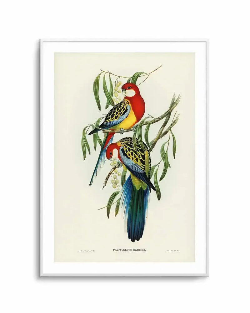 Australian Rosella Vintage Bird Illustration Art Print from Olive et Oriel where you can shop wallpaper and artworks online