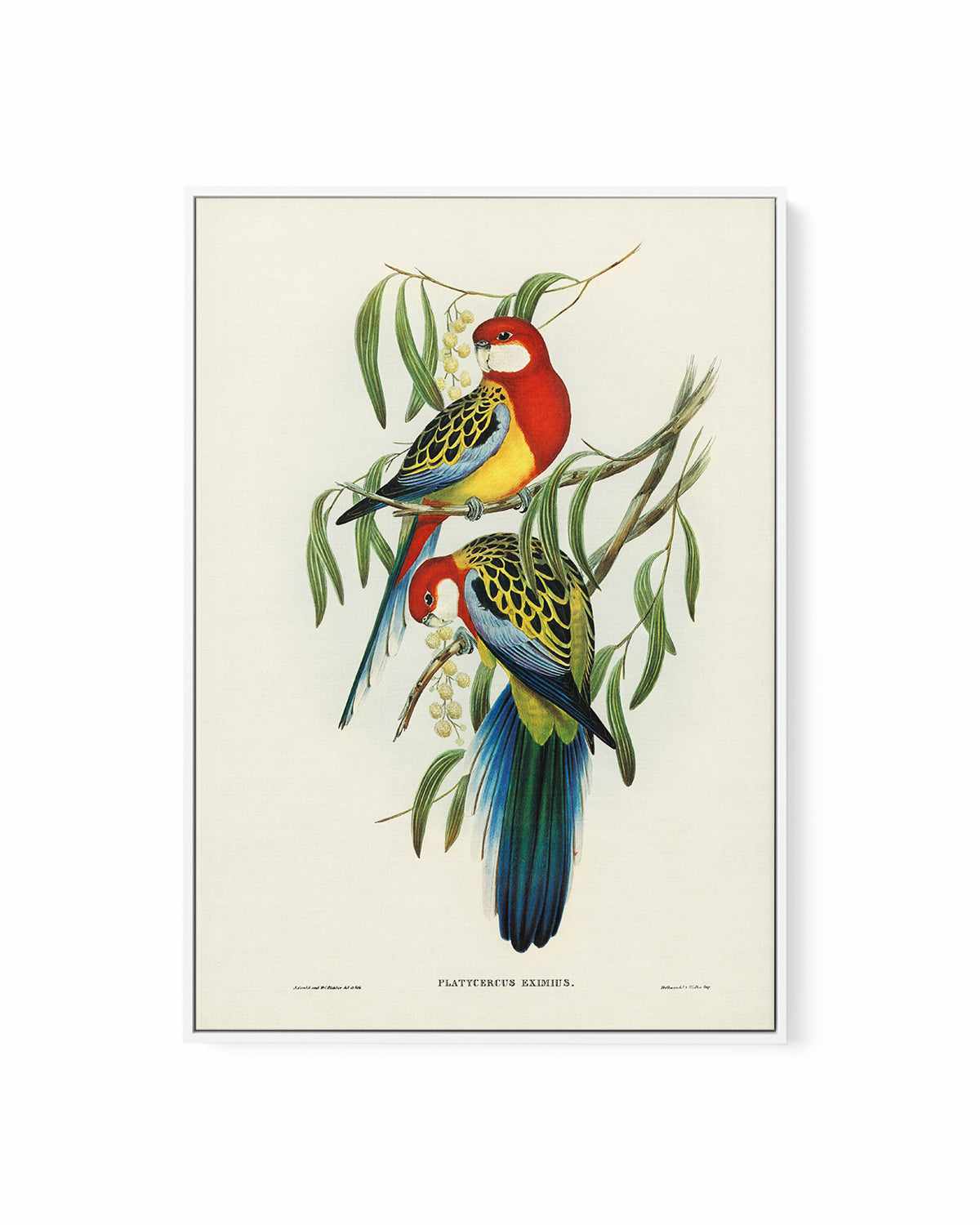 Australian Rosella Vintage Bird Illustration | Framed Canvas Art Print