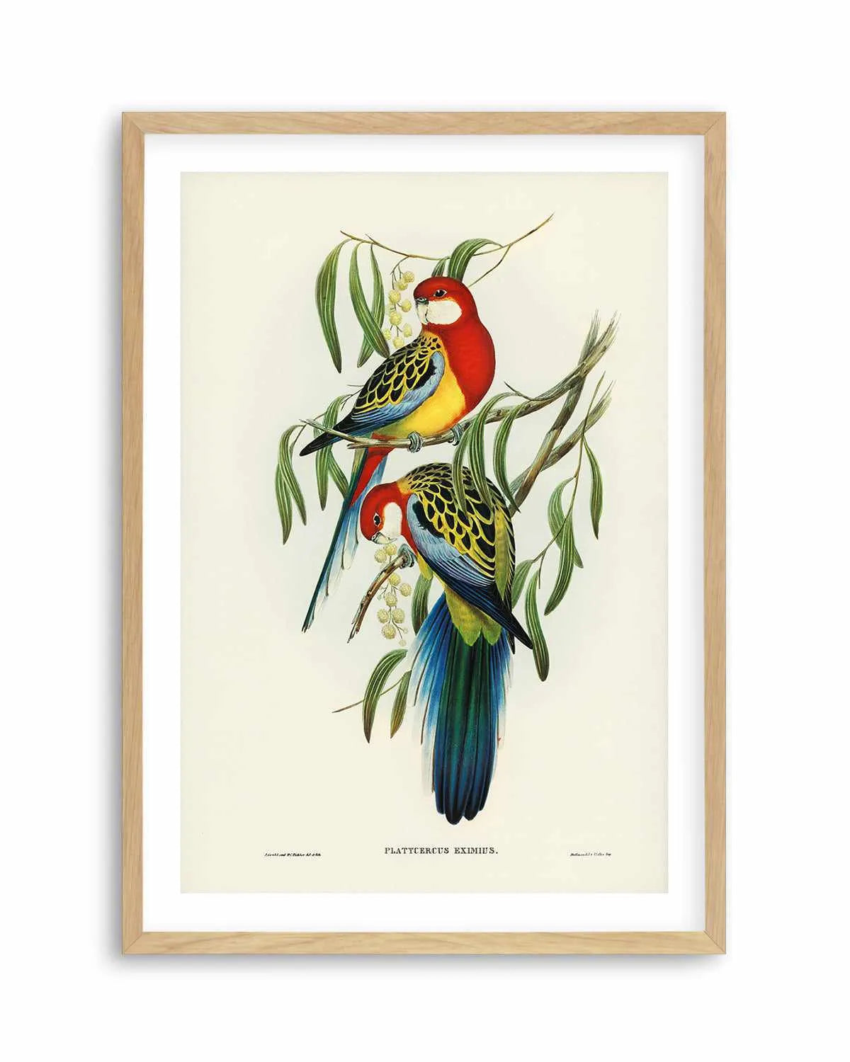 Australian Rosella Vintage Bird Illustration Art Print from Olive et Oriel where you can shop wallpaper and artworks online