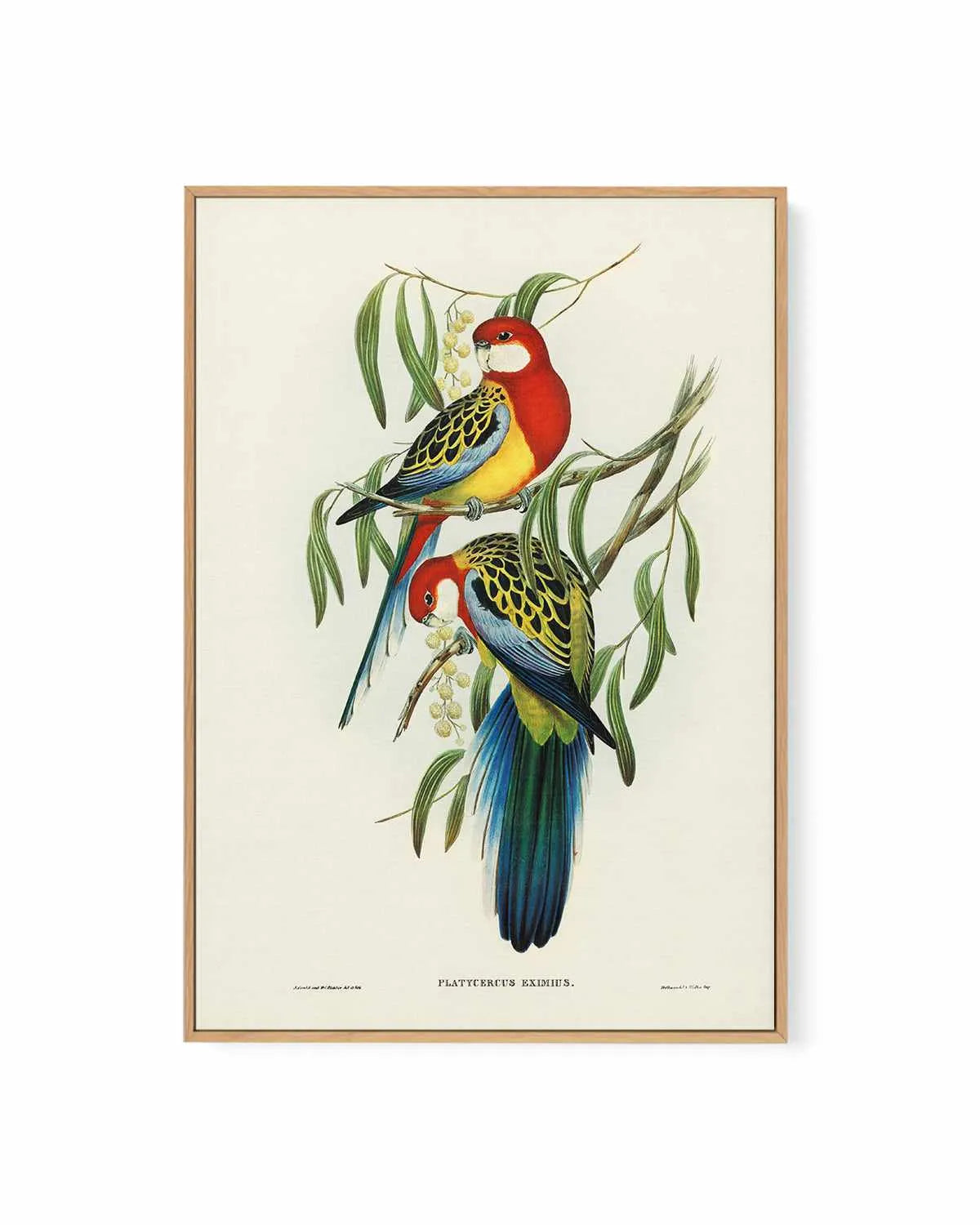 Australian Rosella Vintage Bird Illustration | Framed Canvas Art Print from Olive et Oriel where you can shop wallpaper and artworks online