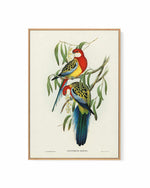 Australian Rosella Vintage Bird Illustration | Framed Canvas Art Print