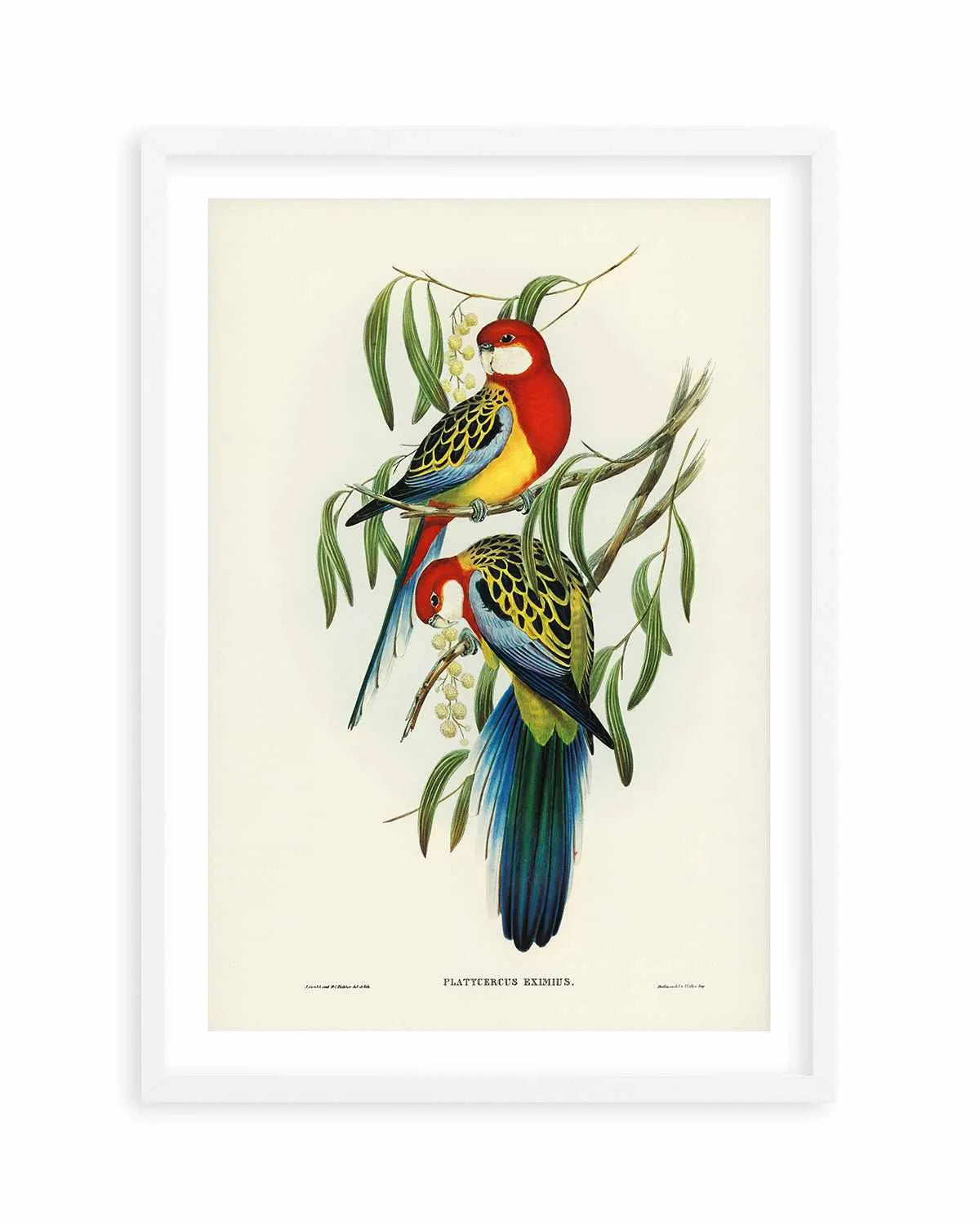 Australian Rosella Vintage Bird Illustration Art Print from Olive et Oriel where you can shop wallpaper and artworks online