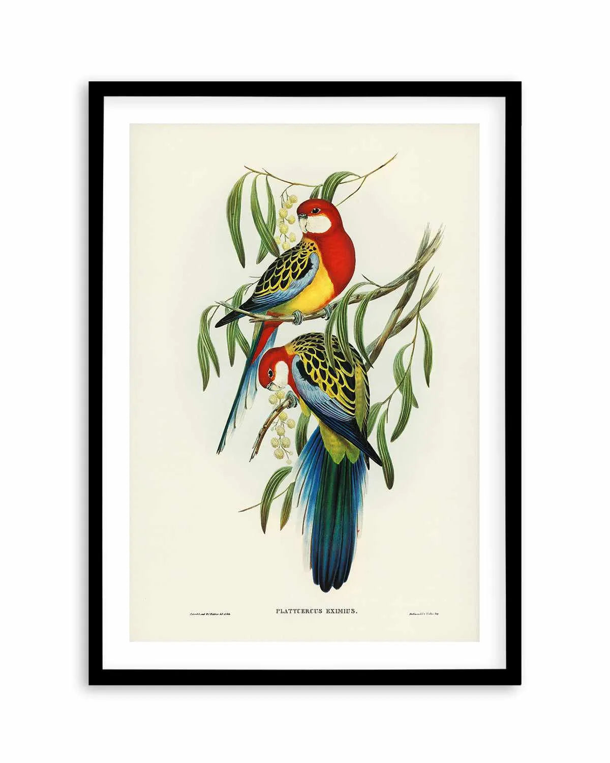 Australian Rosella Vintage Bird Illustration Art Print from Olive et Oriel where you can shop wallpaper and artworks online