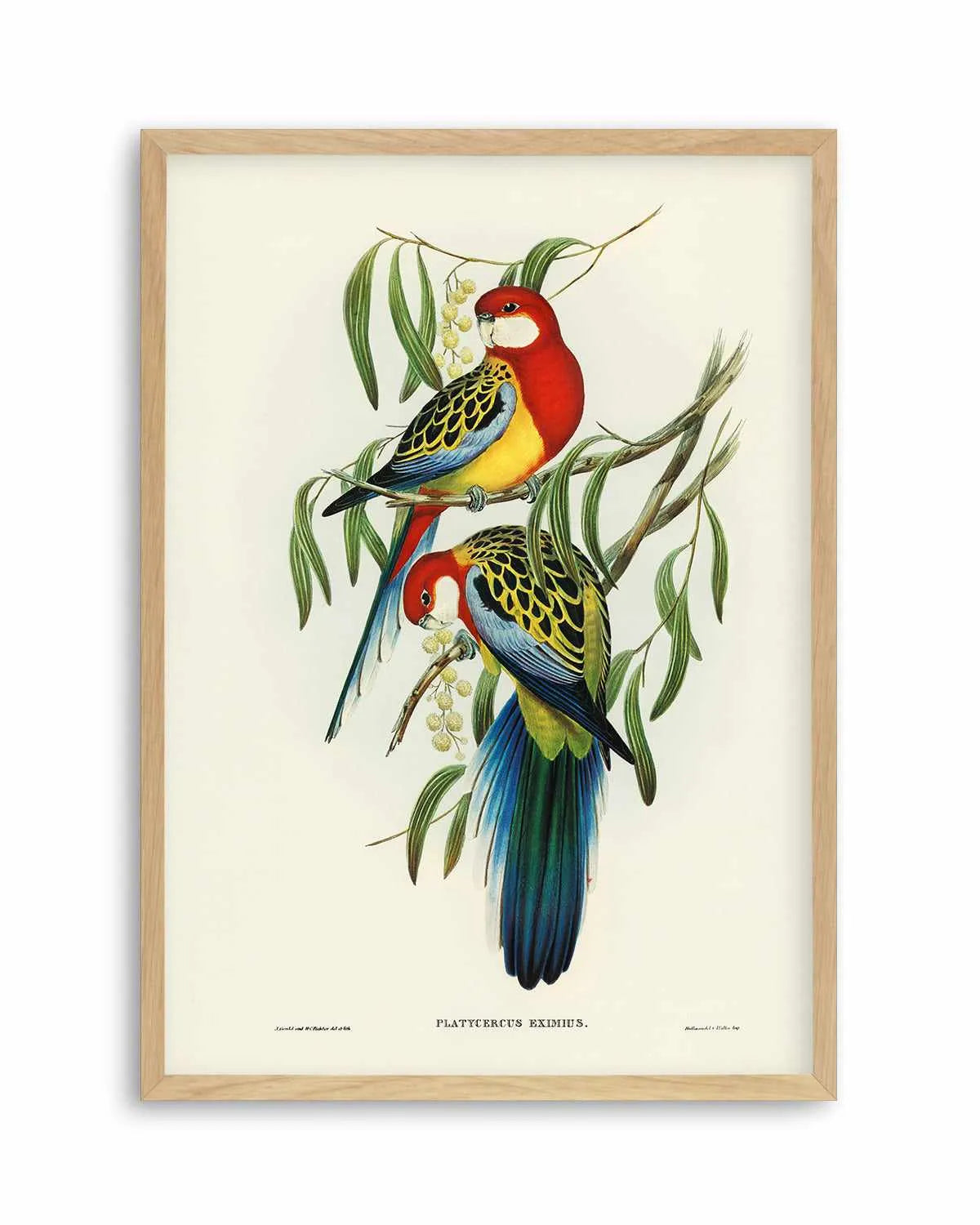 Australian Rosella Vintage Bird Illustration Art Print from Olive et Oriel where you can shop wallpaper and artworks online